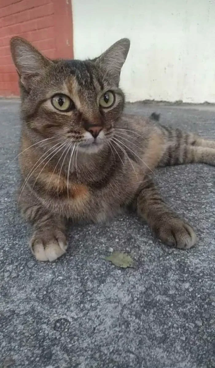 Gato ra a srd tigradinha idade 4 anos nome JULLY