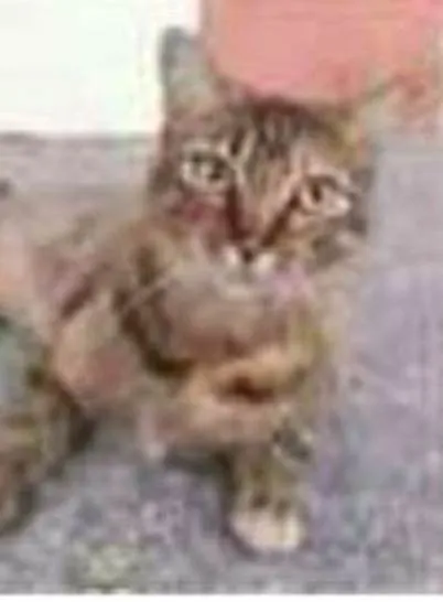 Gato ra a srd tigradinha idade 4 anos nome JULLY