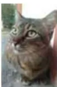 JULLY