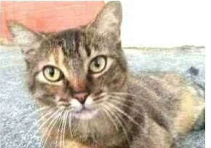 Gato ra a srd tigradinha idade 4 anos nome JULLY