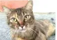 JULLY