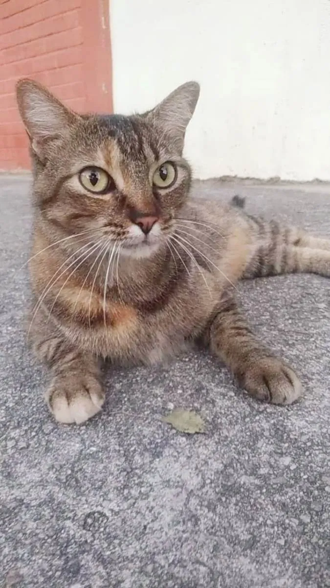 Gato ra a srd tigradinha idade 4 anos nome JULLY