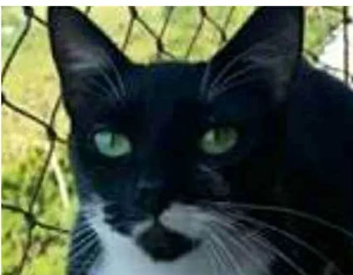 Gato ra a srd frajolinha  idade 1 ano nome ELISA