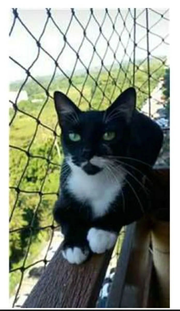 Gato ra a srd frajolinha  idade 1 ano nome ELISA