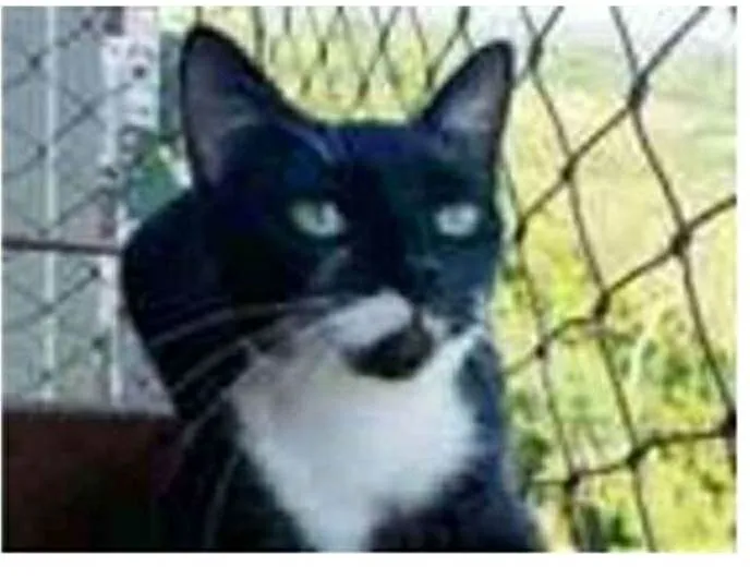 Gato ra a srd frajolinha  idade 1 ano nome ELISA