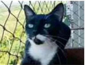 Gato raça srd frajolinha  idade 1 ano nome ELISA