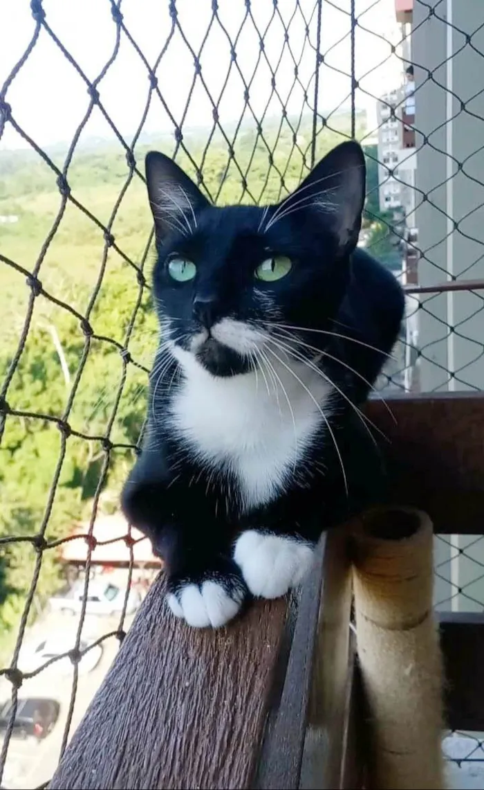 Gato ra a srd frajolinha  idade 1 ano nome ELISA