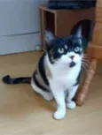 SARA