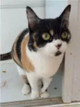 SARA