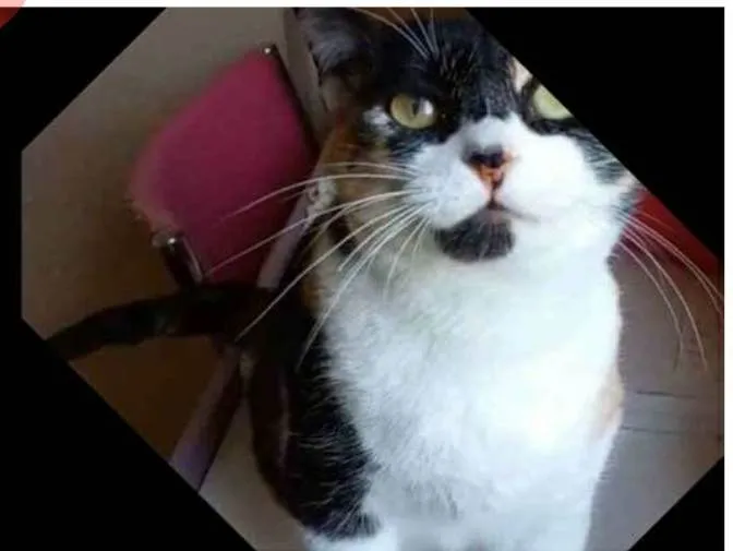 Gato ra a srd tricolor idade 1 ano nome SARA