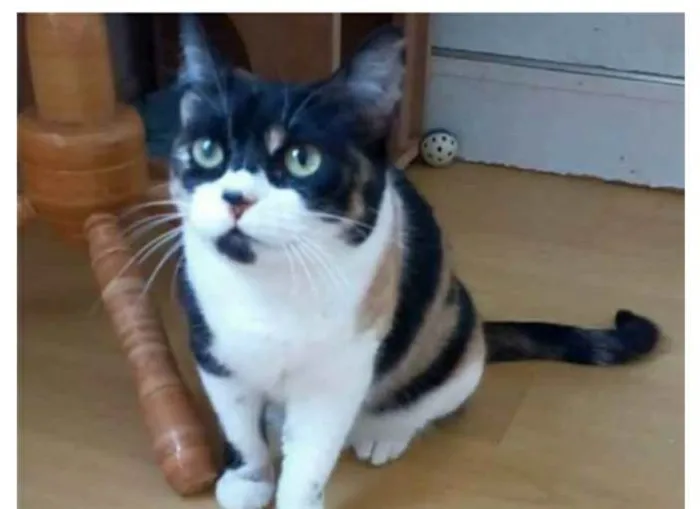 Gato ra a srd tricolor idade 1 ano nome SARA