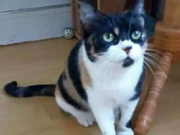Gato ra a srd tricolor idade 1 ano nome SARA