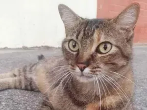 Gato raça srd tigradinha idade 4 anos nome JULLY