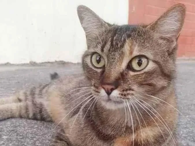 Gato ra a srd tigradinha idade 4 anos nome JULLY