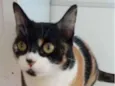SARA