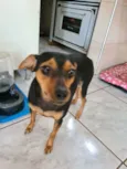 Pitita