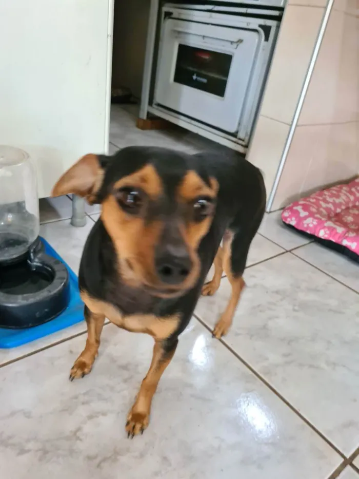 Cachorro ra a Pinscher idade 4 anos nome Pitita