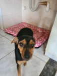 Pitita