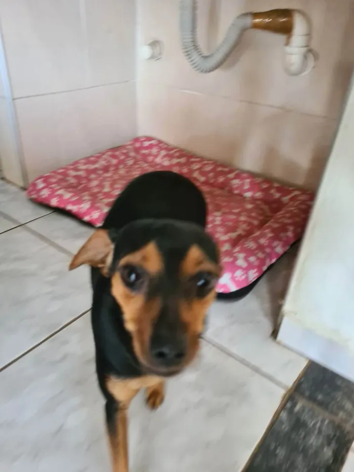 Cachorro ra a Pinscher idade 4 anos nome Pitita