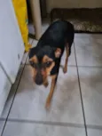 Pitita