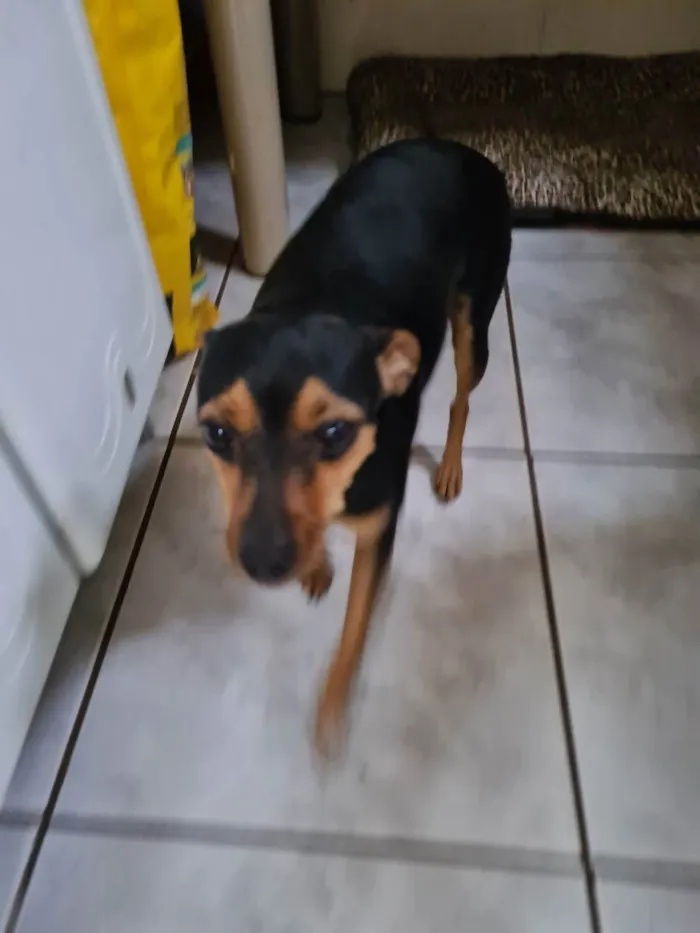 Cachorro ra a Pinscher idade 4 anos nome Pitita