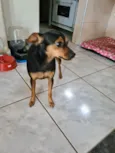 Pitita