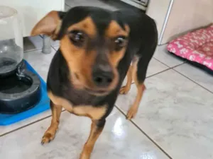 Cachorro raça Pinscher idade 4 anos nome Pitita