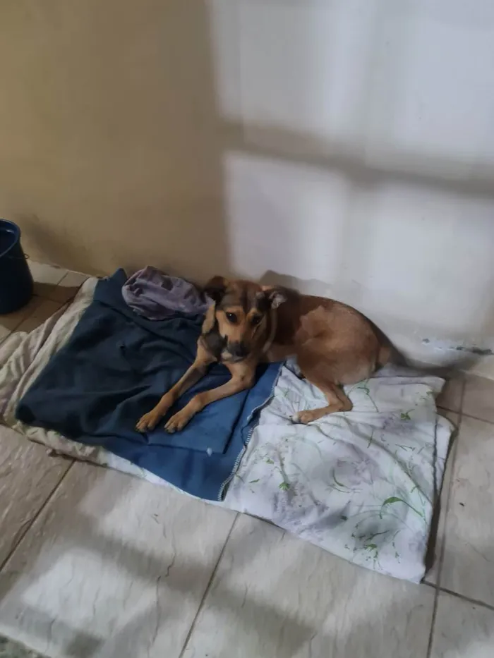 Cachorro ra a Vira-latas  idade 7 a 11 meses nome Juma