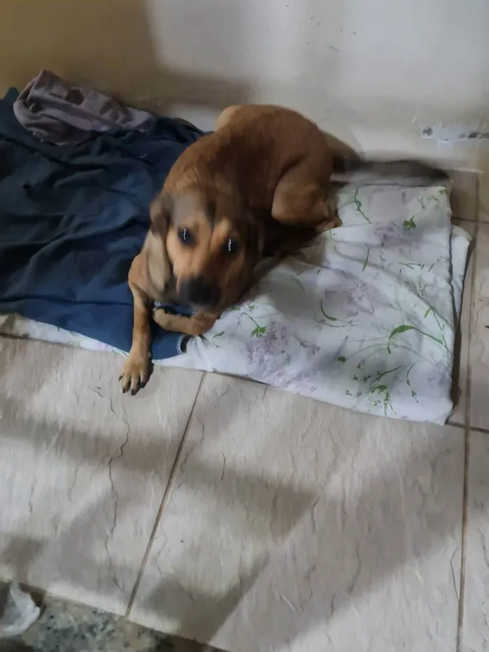 Cachorro ra a Vira-latas  idade 7 a 11 meses nome Juma
