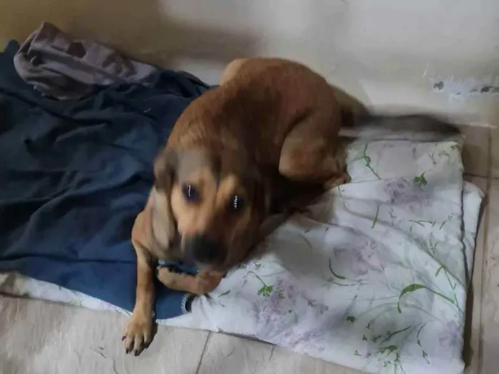 Cachorro ra a Vira-latas  idade 7 a 11 meses nome Juma