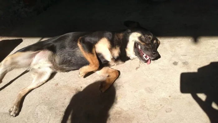 Cachorro raça Mestiça  idade 4 anos nome Mel 