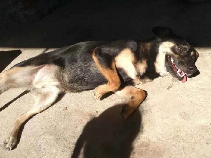 Cachorro raça Mestiça  idade 4 anos nome Mel 