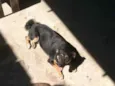 Mel 