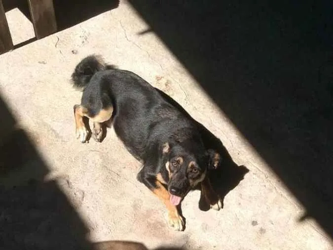Cachorro raça Mestiça  idade 4 anos nome Mel 