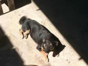 Cachorro raça Mestiça  idade 4 anos nome Mel 