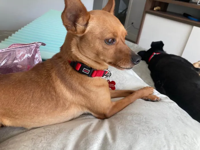 Cachorro raça Pinscher  idade 3 anos nome Cacau 