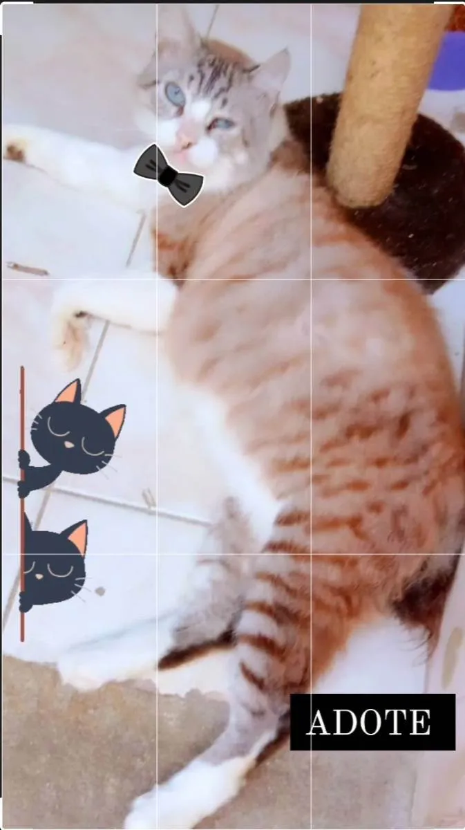 Gato ra a Srd idade 6 ou mais anos nome Olegario 