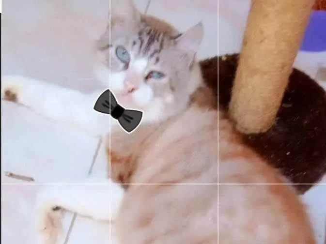 Gato ra a Srd idade 6 ou mais anos nome Olegario 