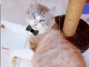 Gato raça Srd idade 6 ou mais anos nome Olegario 