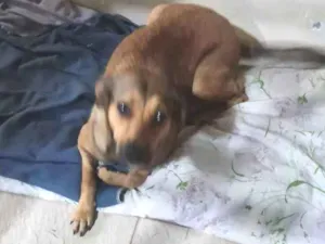 Cachorro raça Vira-latas  idade 7 a 11 meses nome Juma