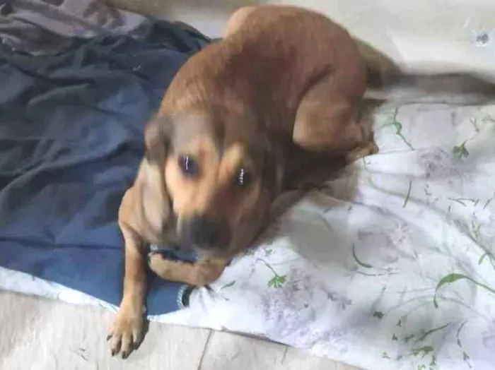 Cachorro ra a Vira-latas  idade 7 a 11 meses nome Juma