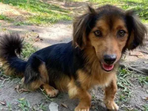 Cachorro raça SRD idade 3 anos nome Hulk