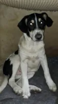 Sansão 