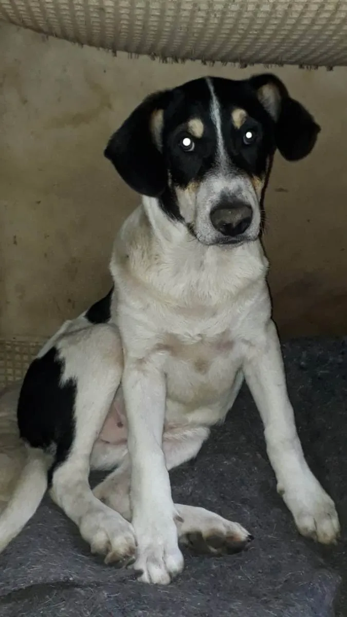 Cachorro raça SRD idade 1 ano nome Sansão 