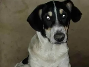 Cachorro raça SRD idade 1 ano nome Sansão 