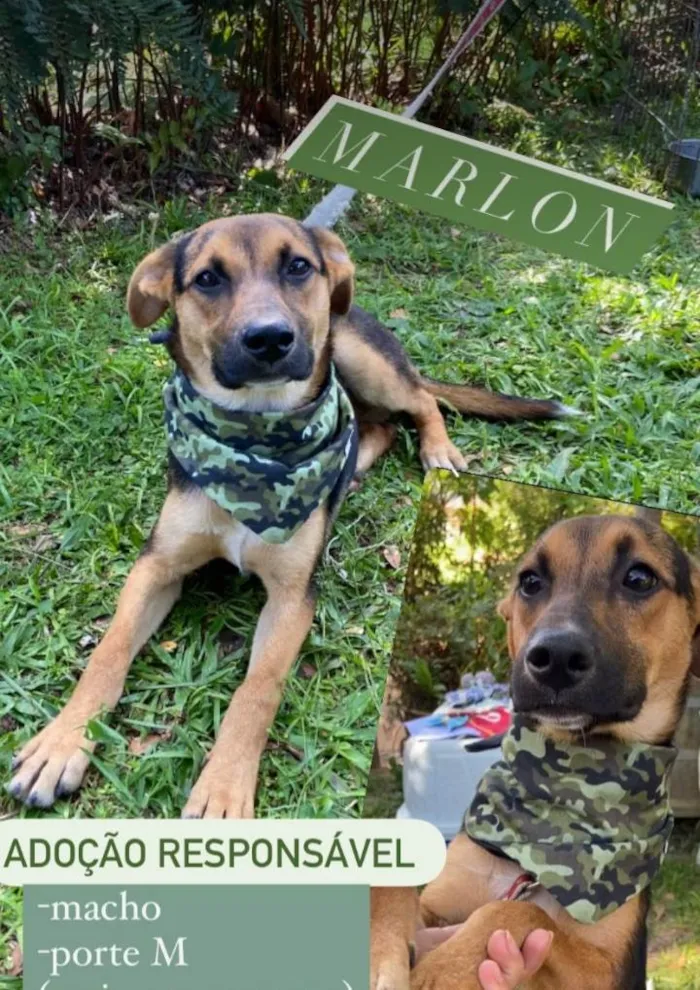 Cachorro raça SRD idade 1 ano nome Marlon