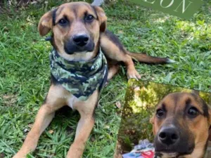 Cachorro raça SRD idade 1 ano nome Marlon
