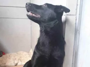 Cachorro raça SRD idade 1 ano nome Bono