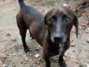 Cachorro raça SRD idade 3 anos nome Fé