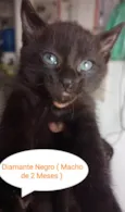 Diamante Negro